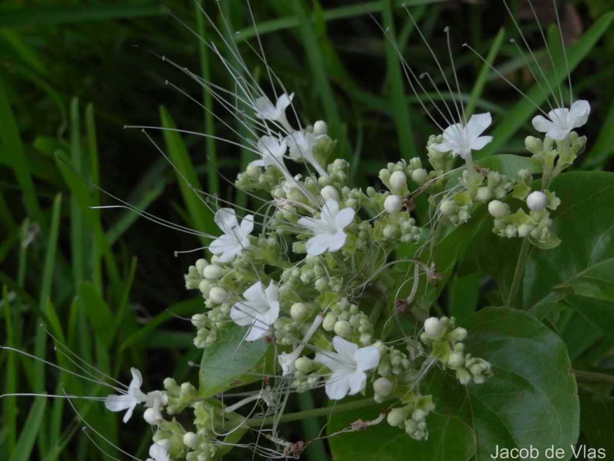 Glossocarya scandens (L.f.) Trimen